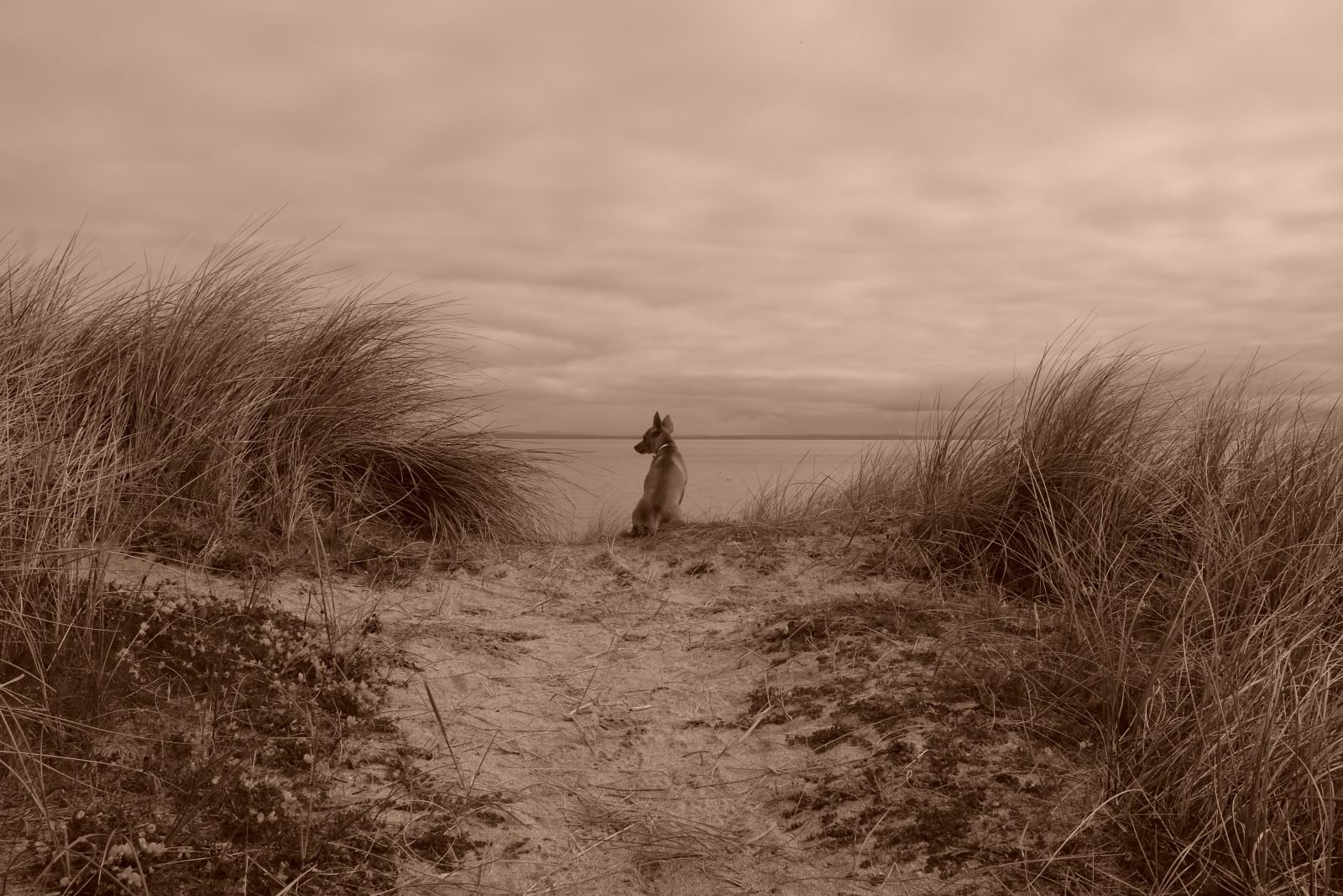 GAL, IRELAND · portfolio